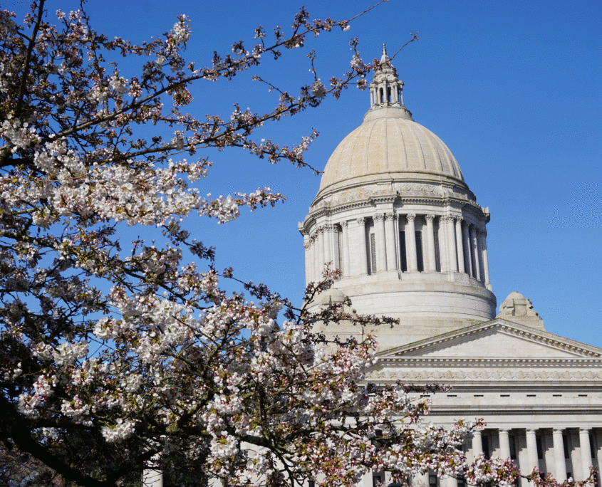 capitol-dome-with-cherry-blossoms